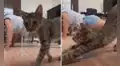 Gato ve a su dueña haciendo un paso de baile en el piso y se pone a su lado para imitarla 