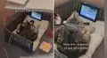 Gatitos se ‘esconden’ de su dueña para ver dibujos y escena hace reír a miles en TikTok