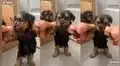 Perrito realiza un alegre coreografía de cumbia con su cuidadora y cautiva en TikTok