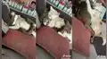 Dos mascotas se vuelven virales en TikTok al ser captadas descansando juntas en un sofá