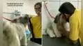 Perrito se vuelve el ‘mejor amigo’ de trabajador en veterinaria y solo deja que él lo bañe