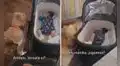 Perro lanza su pelota a la bebé de su dueña para jugar con ella y espera que se la devuelva