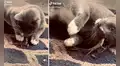 Gato se acerca sigilosamente a una lagartija para jugar, pero termina sufriendo un incidente