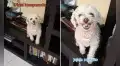 Perrito se ‘enoja’ cuando su dueña lo compara con un gato y reacción es viral en TikTok