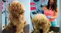 Mujer abre su salón para mascotas durante la madrugada para ayudar a un perro callejero 