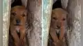 Pequeño cachorro se ‘enoja’ y cautiva a miles en TikTok con sus tiernos ladridos 