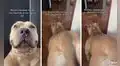 Perrito baila el popular paso de Anitta y recibe miles de elogios en TikTok