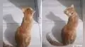 Gatita imita la voz de su dueña ‘enojada’ con singulares maullidos en TikTok