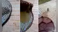 Joven conmueve en TikTok al ayudar a una rata y evitar que muera ahogada en el desagüe