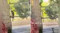 Perrito sorprende en TikTok al trepar unas rejas para ingresar a la casa de su dueña