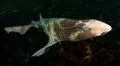 Demuestran que los tiburones sí duermen, incluso a veces con los ojos muy abiertos