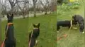 Perrito se encuentra con su ‘mejor amigo’ después de 7 meses y cautiva a miles en YouTube