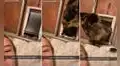 Gatito asusta a su dueña al regresar a casa con un ratón en el hocico