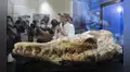 Científicos de San Marcos descubren en Ica un “monstruo marino” de 36 millones de años