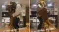 Perro se levanta para ‘sacar a bailar’ a su dueña y realizan divertida coreografía