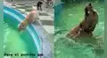 Perrito enamora a miles en TikTok por emocionarse al meterse a la piscina a jugar