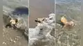 Cachorrita disfruta de su primera vez en el mar y demuestra ser una buena nadadora