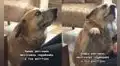 Perrito da la patita a su dueña para ‘pedir perdón’ y evitar que continúe regañándolo