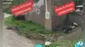 Perrito causa ternura en TikTok al ayudar a su dueño a jalar varias ramas de eucalipto