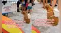 Perro llega con mochila a la playa, pero descubre que está prohibido el ingreso de mascotas