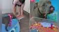 Celebran el cumpleaños de su perrito con una fiesta en la piscina y evento cautiva en TikTok