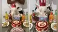 Familia celebra el cumpleaños de su perrito con torta alusiva a Universitario