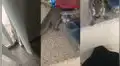 Ardilla entra sigilosamente a la casa de una mujer para obtener su merienda