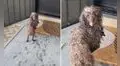 Perrito asombra con curiosa reacción cuando su dueña lo regaña por ingresar a la piscina 
