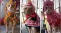 Bruno, el gatito peruano que conquista a miles en TikTok con sus lindos atuendos