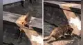 Gatita hace hasta lo imposible para no separarse de su cría que no podía cruzar un muro  