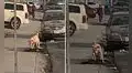 Perro conmueve en YouTube al tratar de reanimar a su ‘amigo’ que fue atropellado por un auto