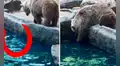 Oso pardo es captado rescatando a un cuervo que estaba ahogándose en una laguna