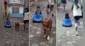 Perrito jala el coche de un niño y asusta a los presentes al correr a gran velocidad