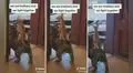 Perro aprovecha el lomo de su compañero para sentirse protegido y salir a ladrar juntos