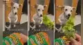 Perro cree que su dueño le dará un snack, pero enfurece al ver que era una verdura