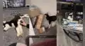 Joven recibe de visita al perrito de su novio y este sorprende al cometer diversas travesuras