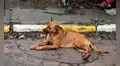 Perrito se niega a abandonar el cadáver de su dueño asesinado en Kiev