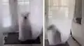 Perrito juega a las escondidas y cree que es ‘invisible’ al colocarse detrás de la cortina