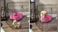 Cachorro trepa las rejas de su corralito y consigue escapar del encierro que le impuso su dueña