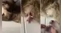 Gatita adopta a un roedor recién nacido y conmueve en TikTok al darle de lactar