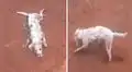 Joven encuentra un perro supuestamente herido, trata de ayudarlo y descubre la verdad 