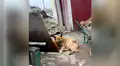 Perrito que escapó de Ucrania regresa y se acuesta al costado del cadáver de su ‘amigo’