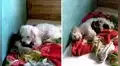 Asha, la perrita que cría 5 gatitos que fueron abandonados por su mamá felina