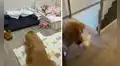 Perro hace ‘berrinche’ para no irse a dormir, pero su dueña lo reprende para que obedezca