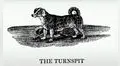 Turnspit, la historia de una raza de perro que se extinguió por culpa de la acción humana