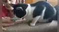 Gatito huele la prenda de su dueña fallecida y conmueve con su reacción