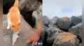 Gatito del Callao pide ‘cupos’ de comida a pescadores para dejarlos trabajar  
