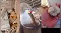 Conejita adopta a pollito que fue abandonado por una gallina después de nacer