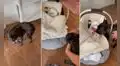 Perrito recibe al bebé de sus dueños con un juguete en el hocico y reacción conmueve
