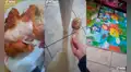 Niño le da un pedazo de pollo a su polluelo, este se lo come y él reacciona muy tarde